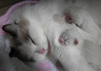 Ginger et ses chatons - Chatterie Ragdolls du Val de Beauvoir